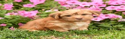 Yorkshire Terrier dogs for sale: Chelsey - Ad 3