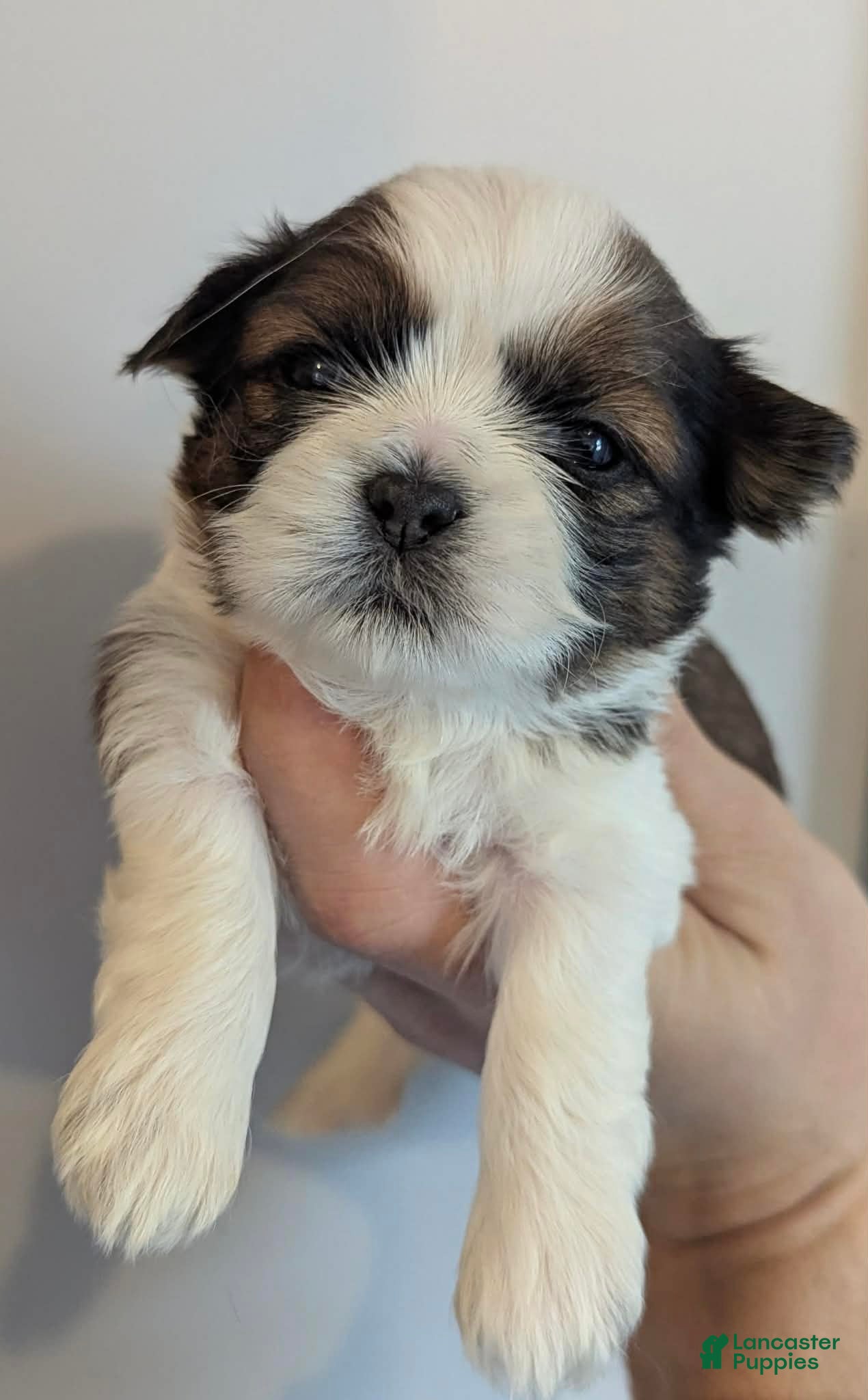 Shih Tzu dogs Hudson - Ad 36