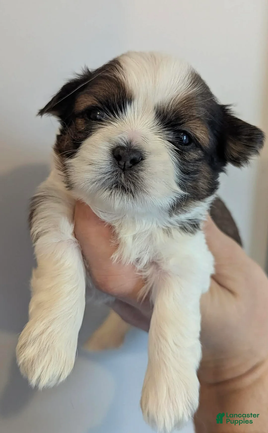 Shih Tzu dogs for sale: Hudson - Ad 1