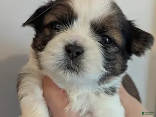 Shih Tzu dogs Hudson - Ad 36