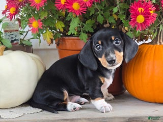 Dachshund dogs Barkley - Ad 7