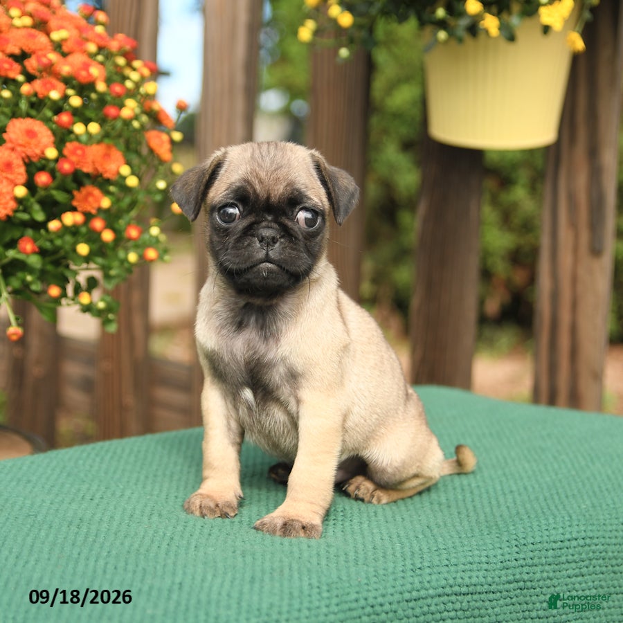 Pug dogs Mason - Ad 2