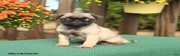 Pug dogs for sale: Mason - Ad 2