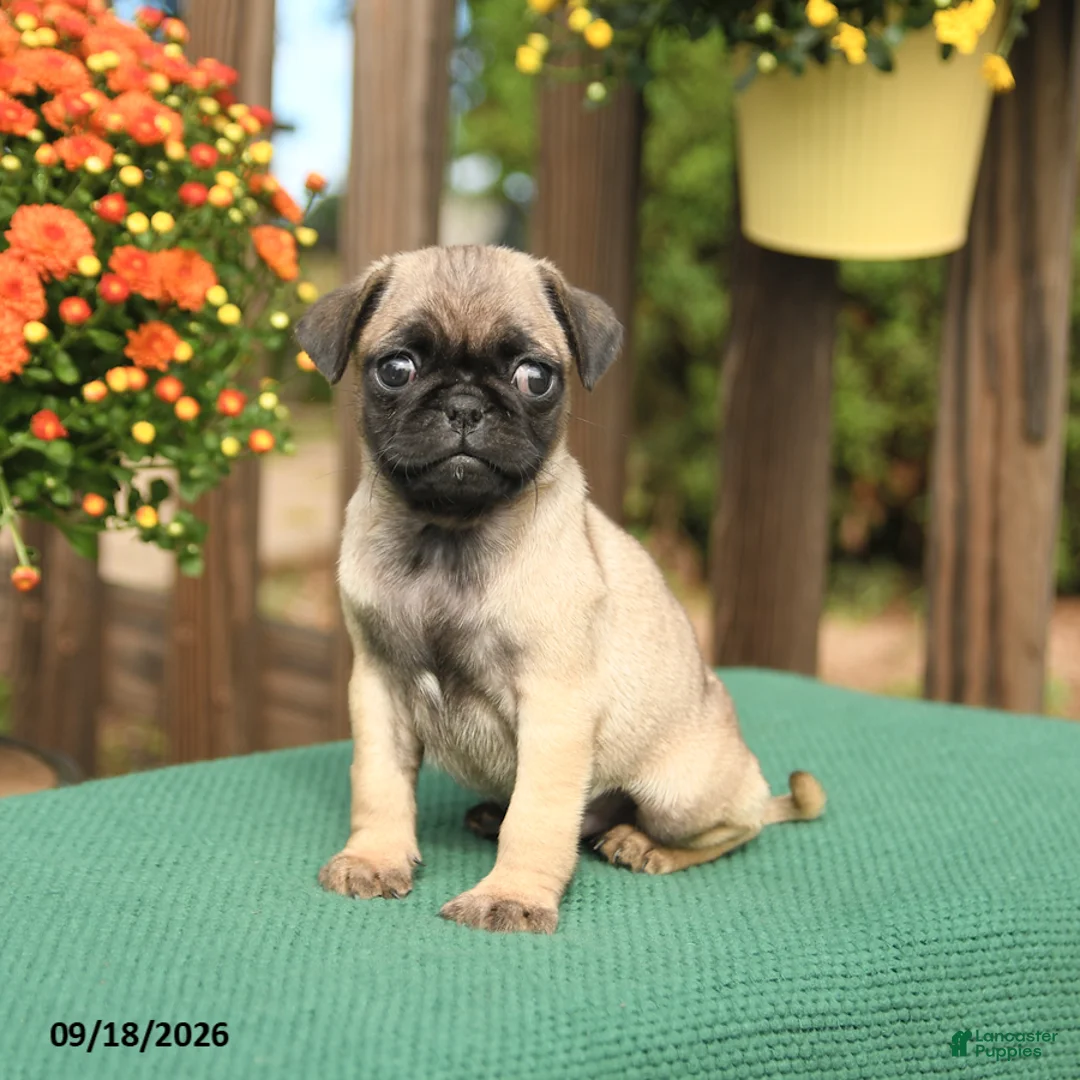 Pug dogs for sale: Mason - Ad 2