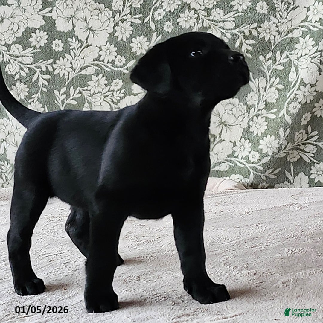 Labrador Retriever dogs for sale: Skye - Ad 2