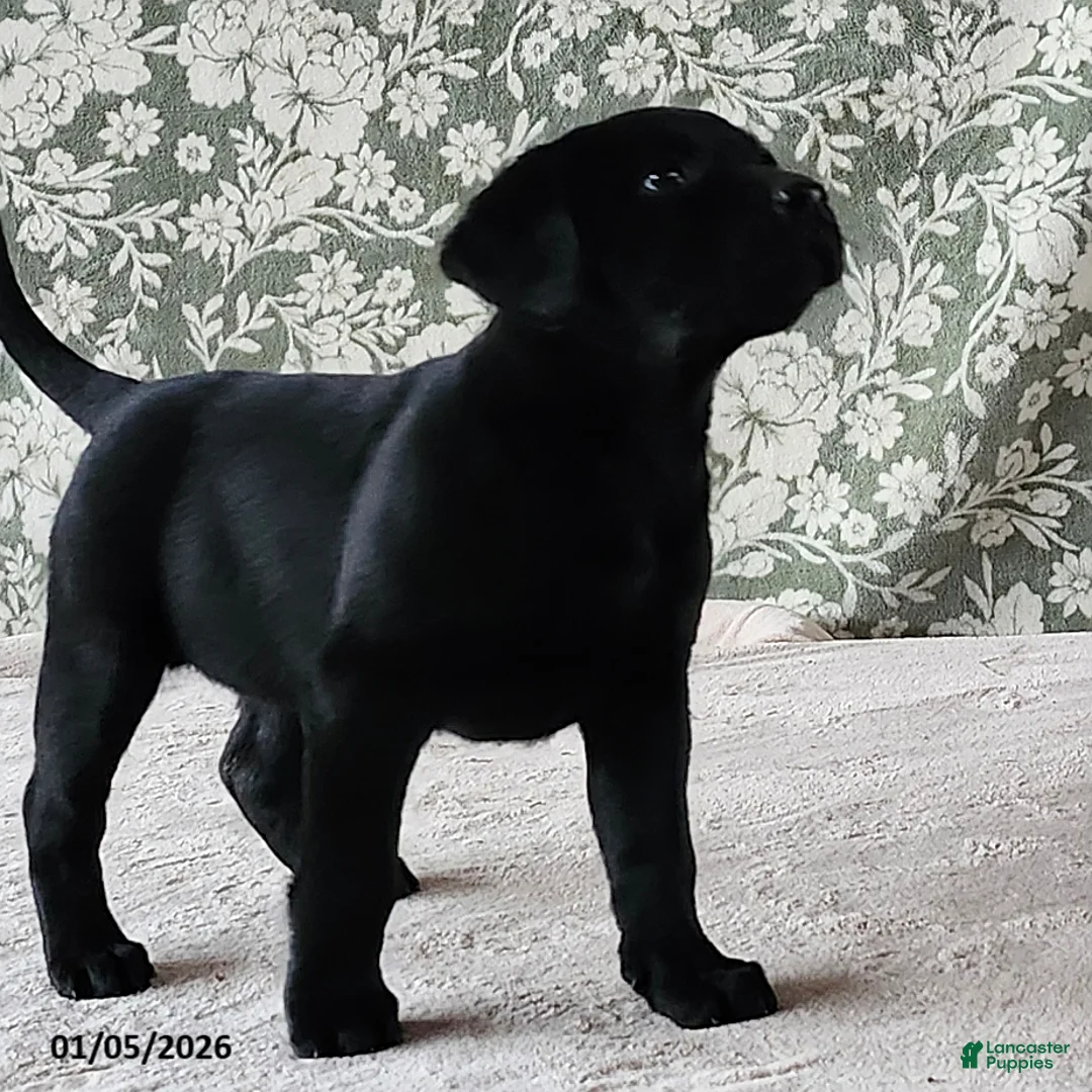 Labrador Retriever dogs for sale: Skye - Ad 5