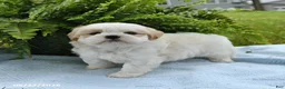 Shih Tzu dogs for sale: Toby - Ad 4
