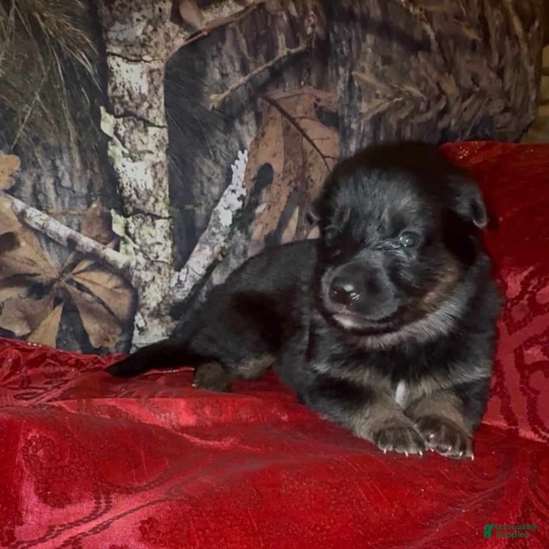 German Shepherd dogs for sale: SUPA - Ad 12