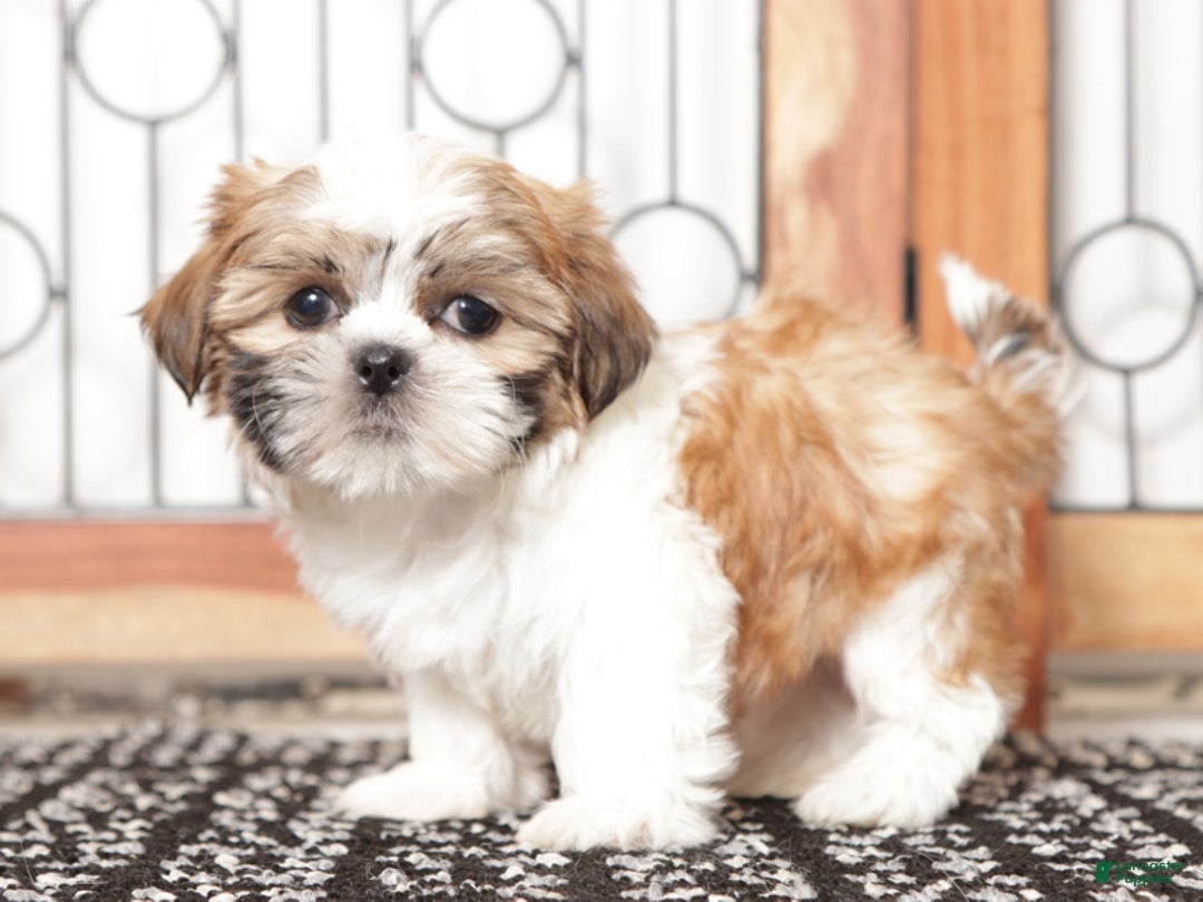 Shih Tzu dogs for sale: Ethel - Ad 4