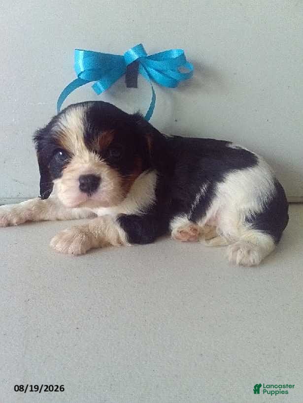 Cavalier King Charles Spaniel dogs Lucky - Ad 1