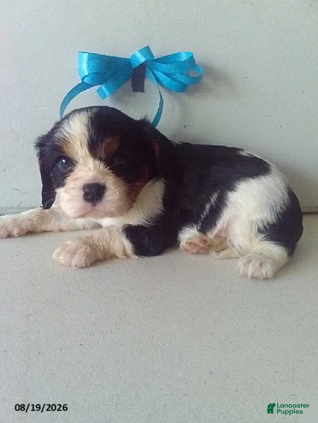 Cavalier King Charles Spaniel dogs for sale: Lucky - Ad 1