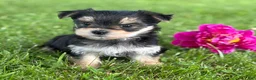 Morkie dogs for sale: Baby Doll  - Ad 3
