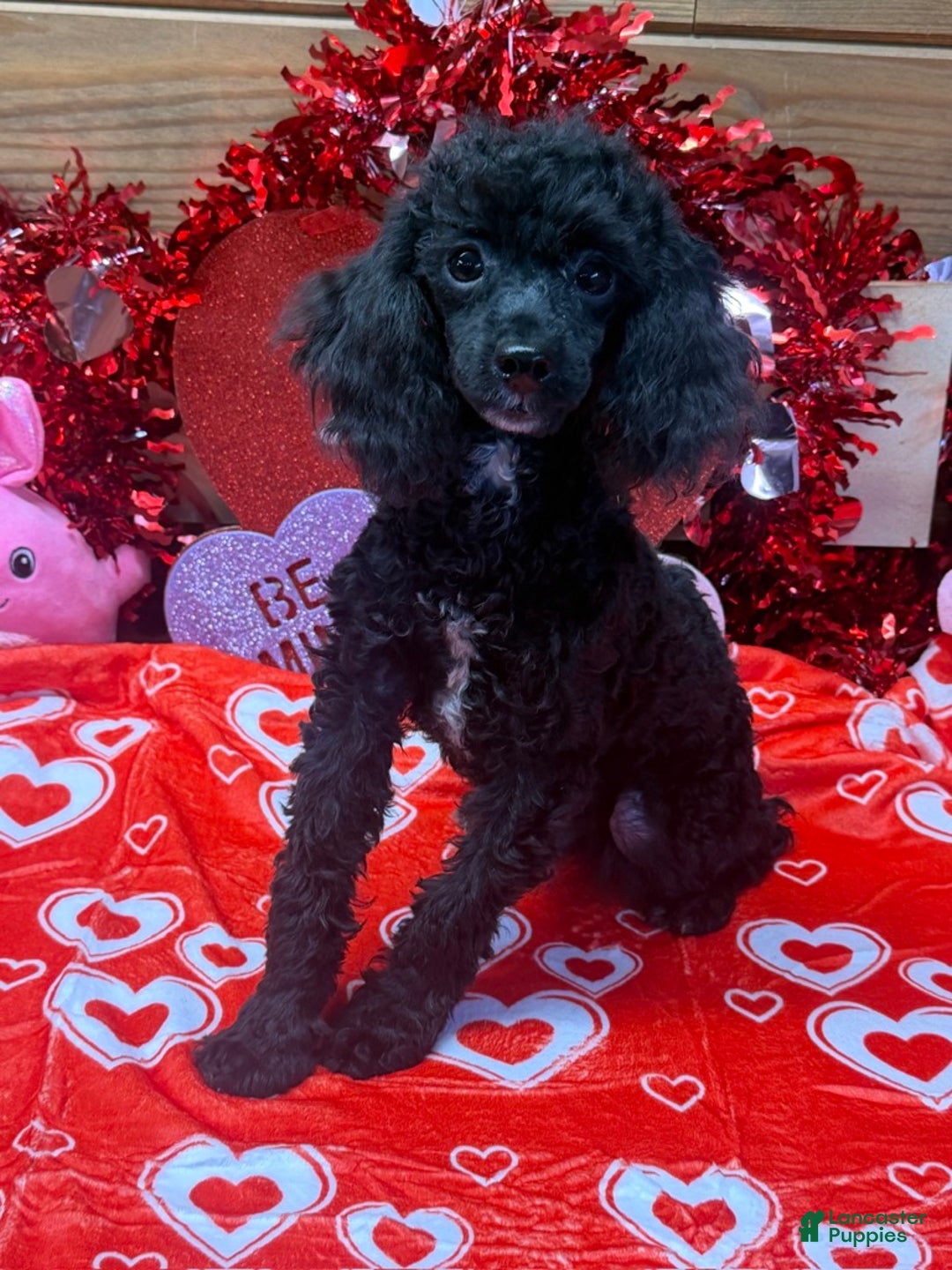 Toy Poodle dogs for sale: Abe - Ad 2