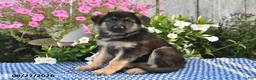 German Shepherd dogs for sale: Fritz - Ad 4