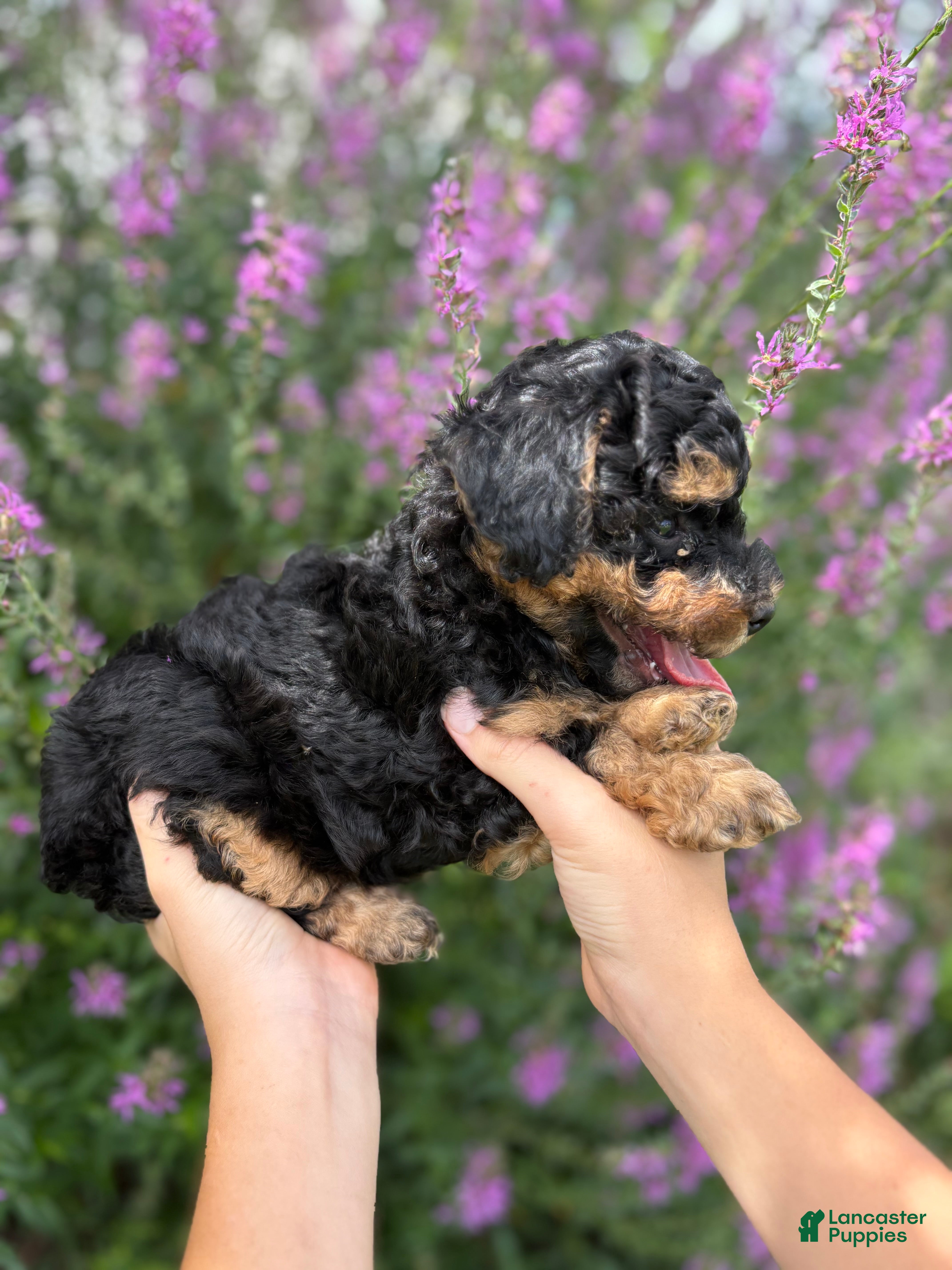 Mini Aussiedoodle dogs Peanut - Ad 1