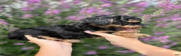 Mini Aussiedoodle dogs for sale: Peanut - Ad 1