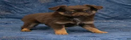 Chihuahua dogs for sale: Hailey - Ad 5