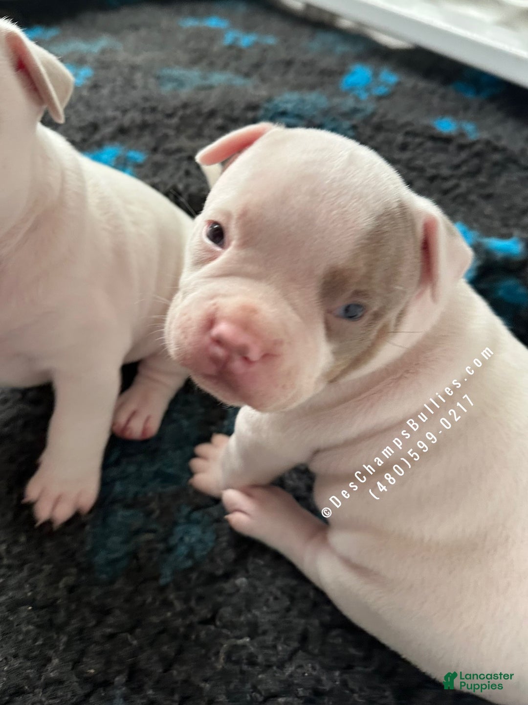American Bully dogs for sale: American Bully Puppy 2 - Ad 4