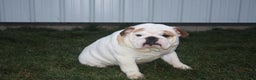 English Bulldog dogs for sale: Harley - Ad 10