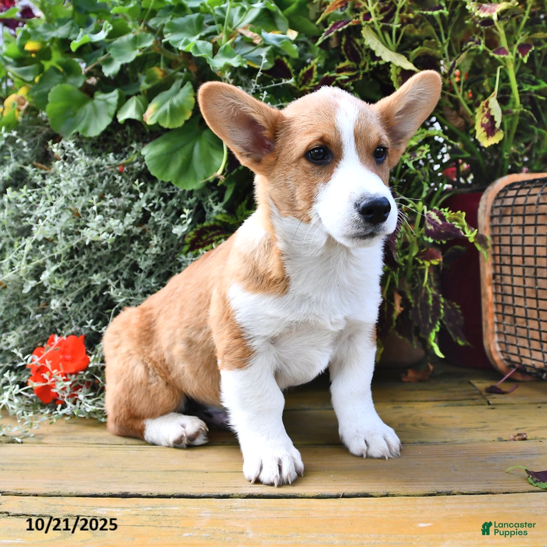 Welsh Corgi Pembroke dogs for sale: Nugget - Ad 10