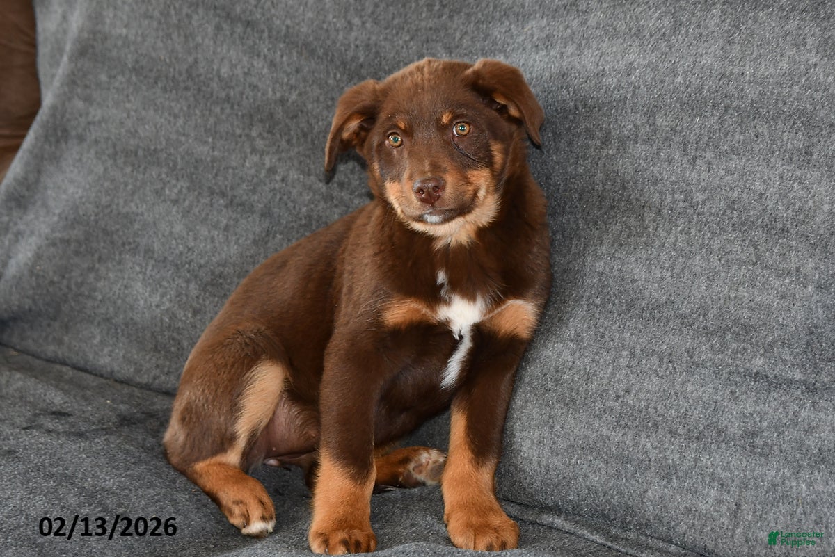 Mixed Breed dogs Lacey - Ad 2