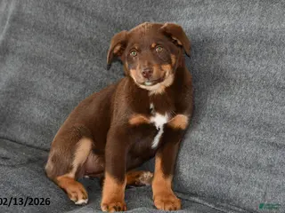 Mixed Breed dogs Lacey - Ad 2