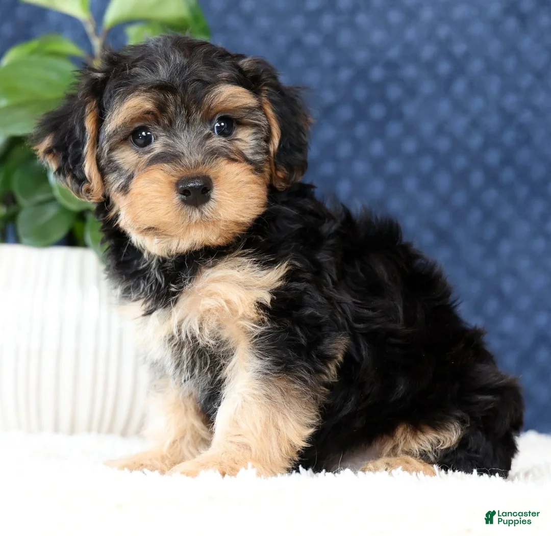 Yorkiepoo dogs for sale: Arrow - Ad 1