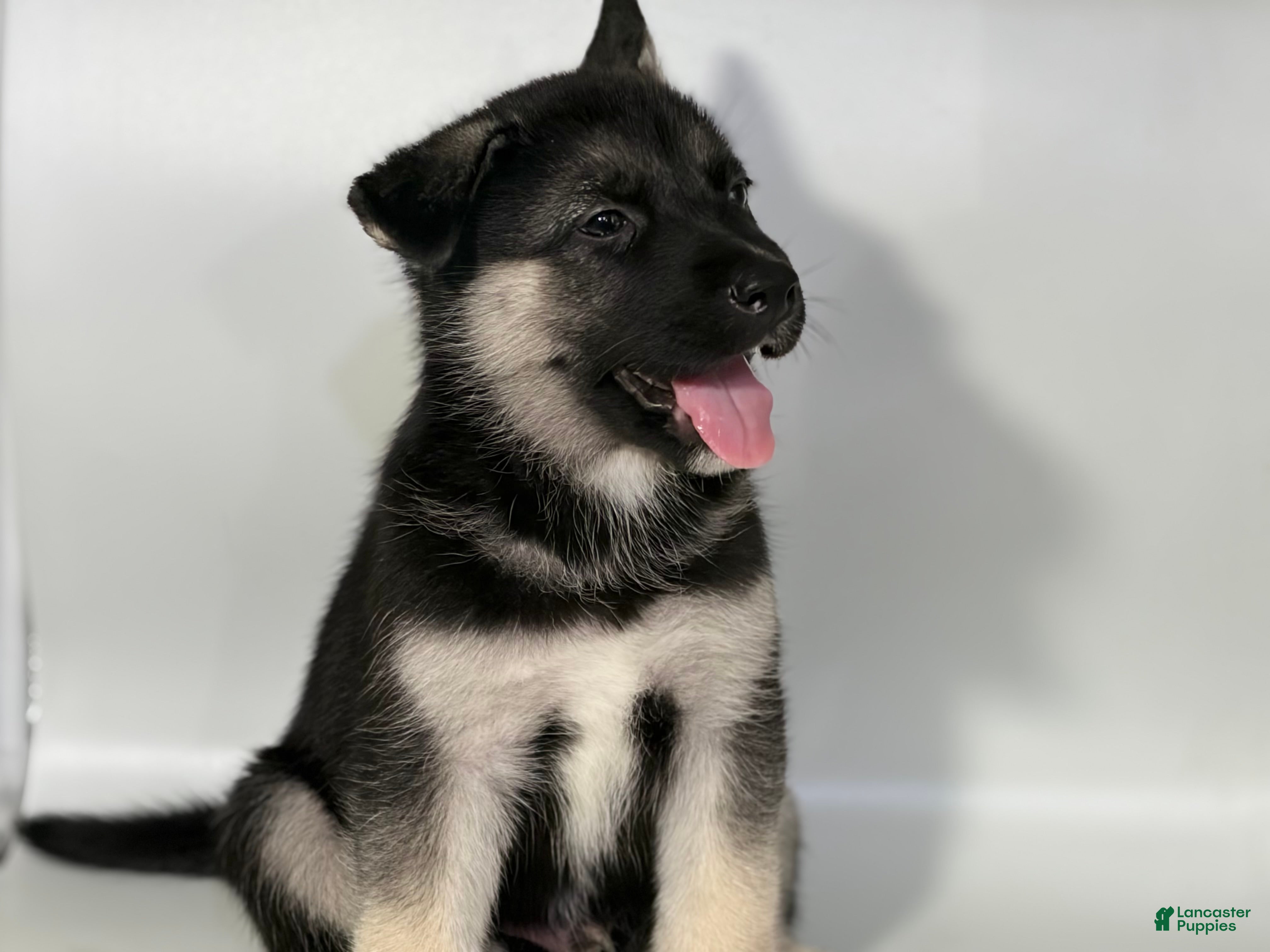 Mixed Breed dogs for sale: Buddy - Ad 2