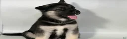 Mixed Breed dogs for sale: Buddy - Ad 1