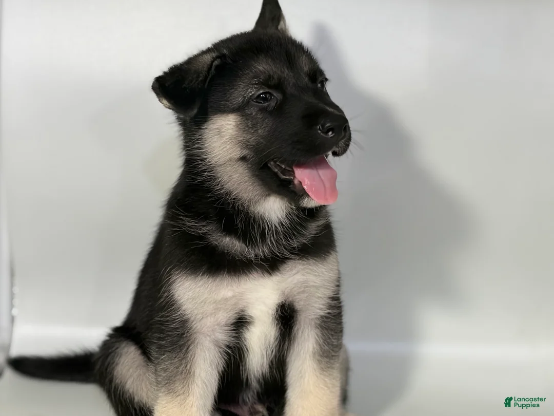 Mixed Breed dogs for sale: Buddy - Ad 1