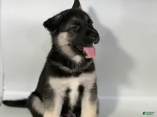Mixed Breed dogs for sale: Buddy - Ad 2