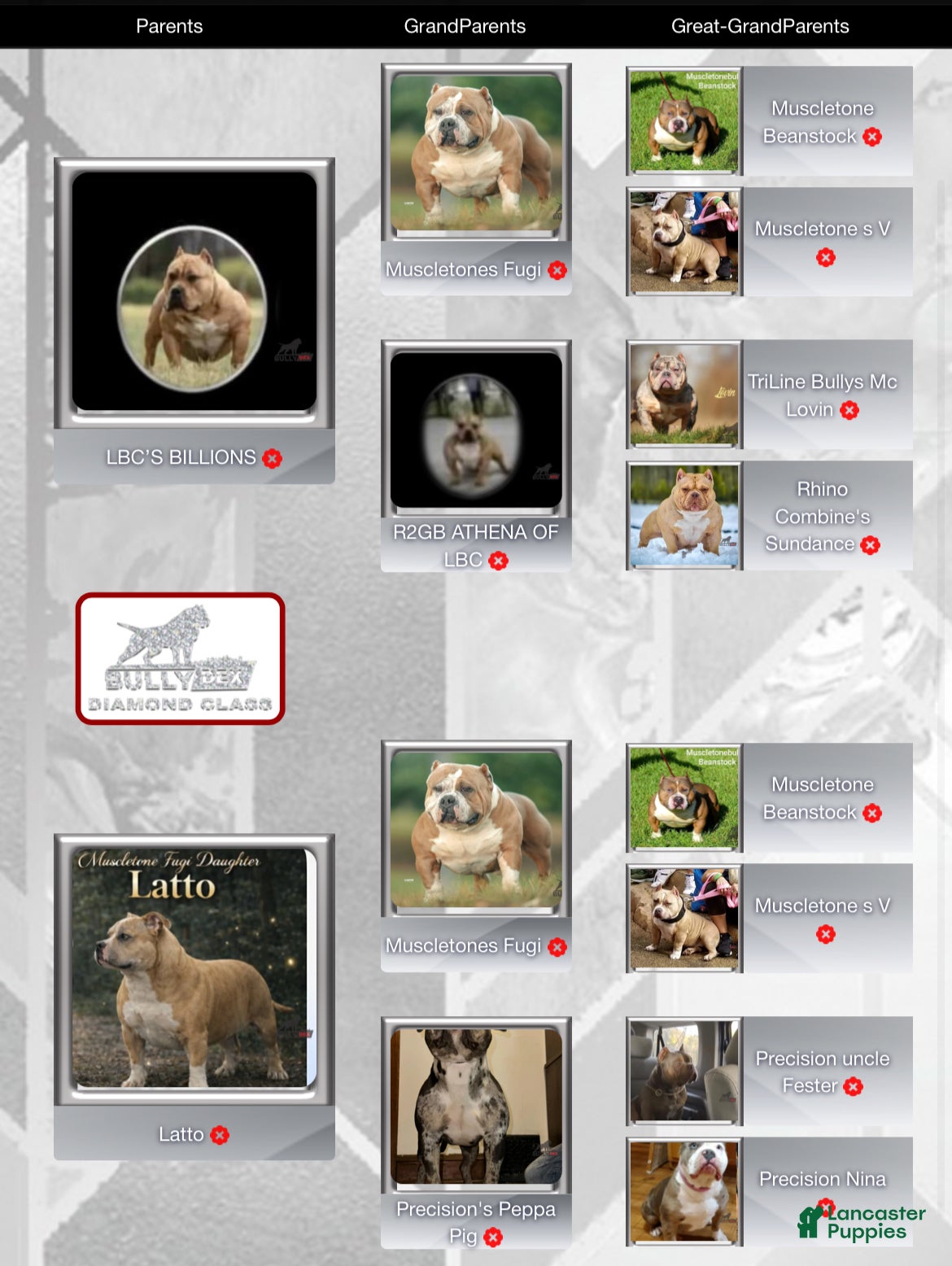 American Bully dogs American Bully Puppy 1 - Ad 2