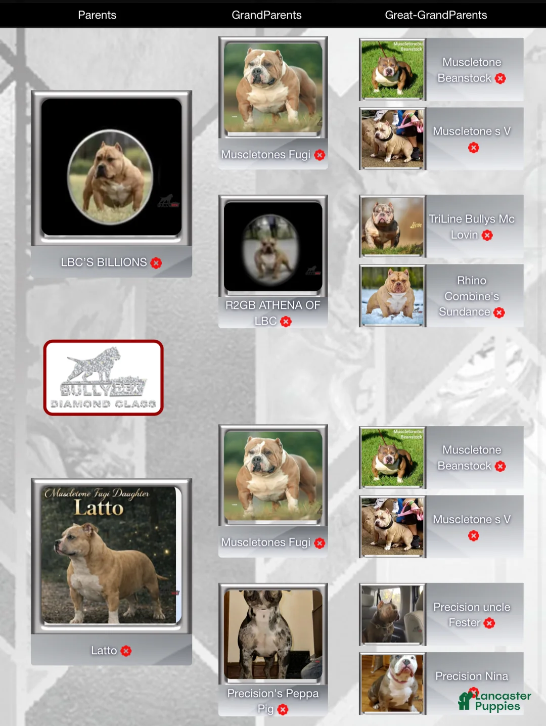 American Bully dogs for sale: American Bully Puppy 1 - Ad 2