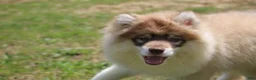 Pomsky dogs for sale: Jodee  - Ad 5