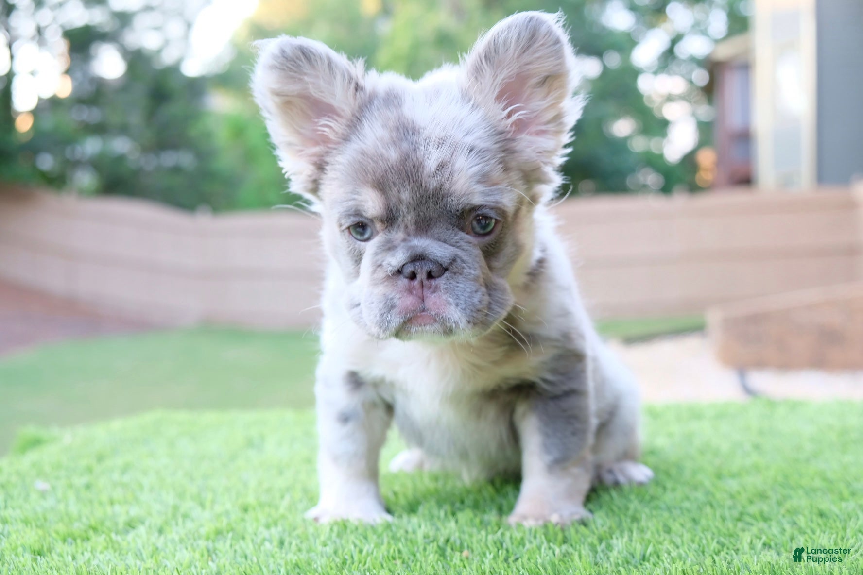 French Bulldog dogs French Bulldog Puppy 1 - Ad 1