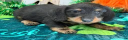 Dachshund dogs for sale: Brushy - Ad 1