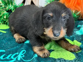 Dachshund dogs Brushy - Ad 38