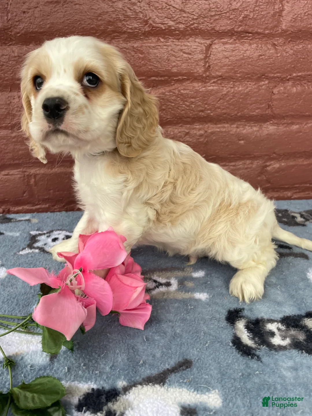 Cocker Spaniel dogs for sale: Henry - Ad 1