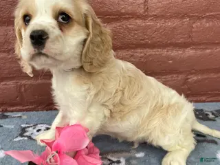 Cocker Spaniel dogs Henry - Ad 30