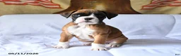 Boxer dogs for sale: Bella   - Ad 3