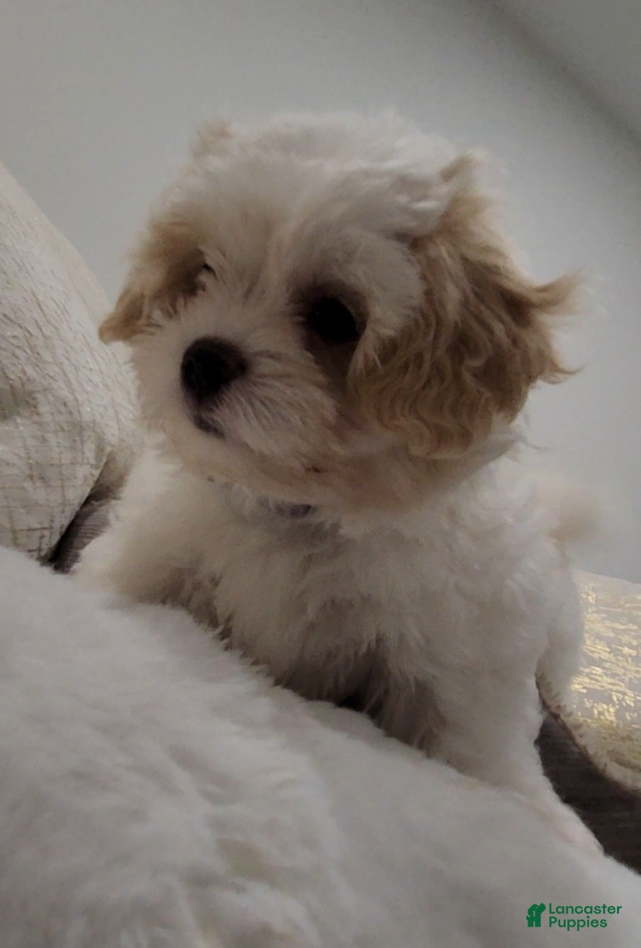 Shihpoo dogs for sale: Prince (Mr. Purple) - Ad 3