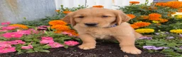 Golden Retriever dogs for sale: Hunter - Ad 4