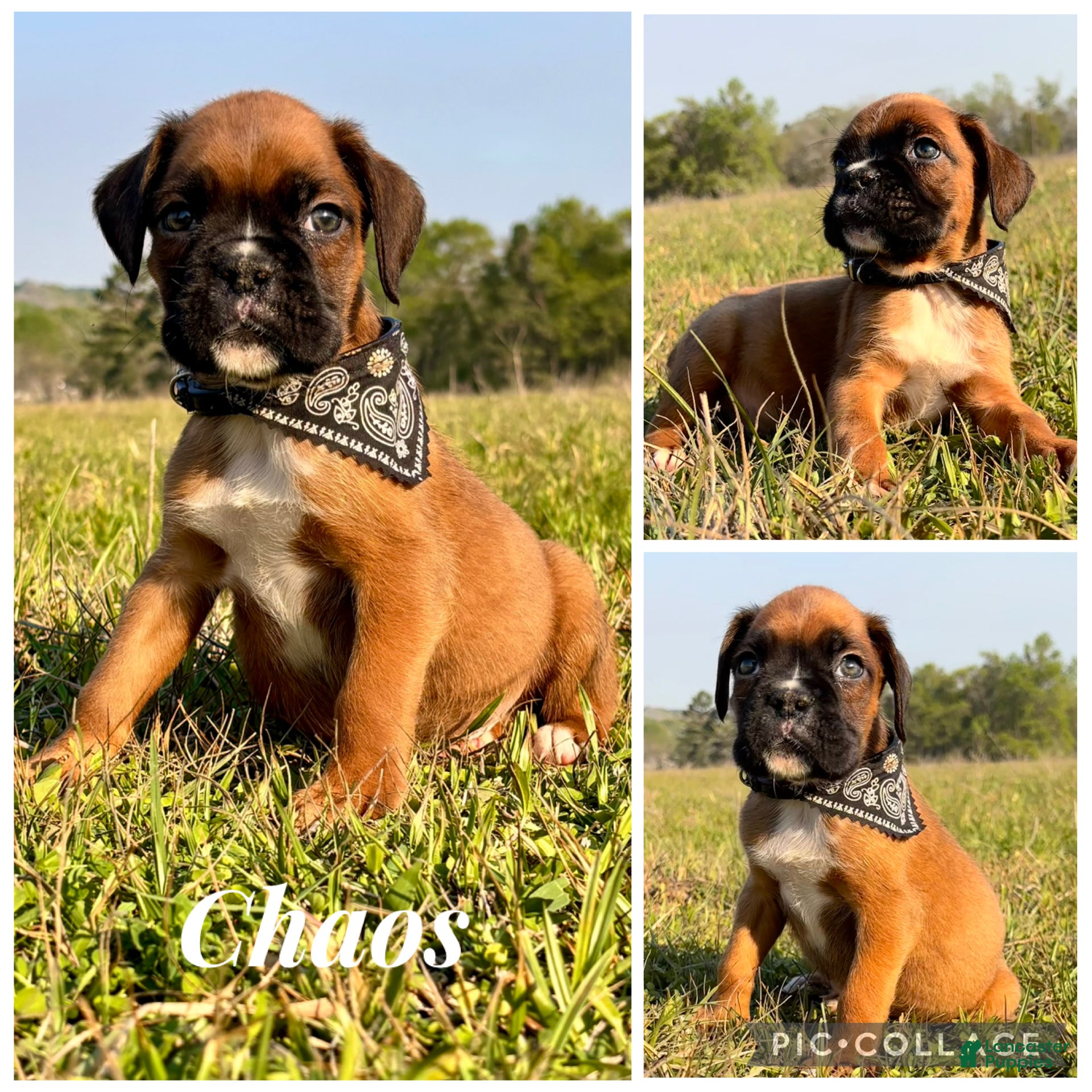 Boxer dogs Male Boxer Puppy - Chaos  - Ad 1
