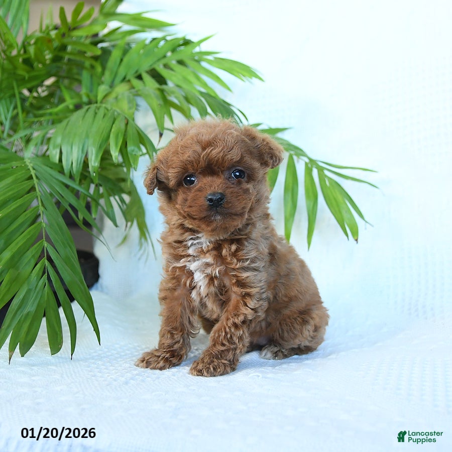 Toy Poodle dogs Nova - Ad 18