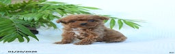 Toy Poodle dogs for sale: Nova - Ad 1
