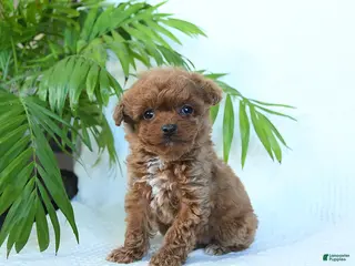 Toy Poodle dogs Nova - Ad 18