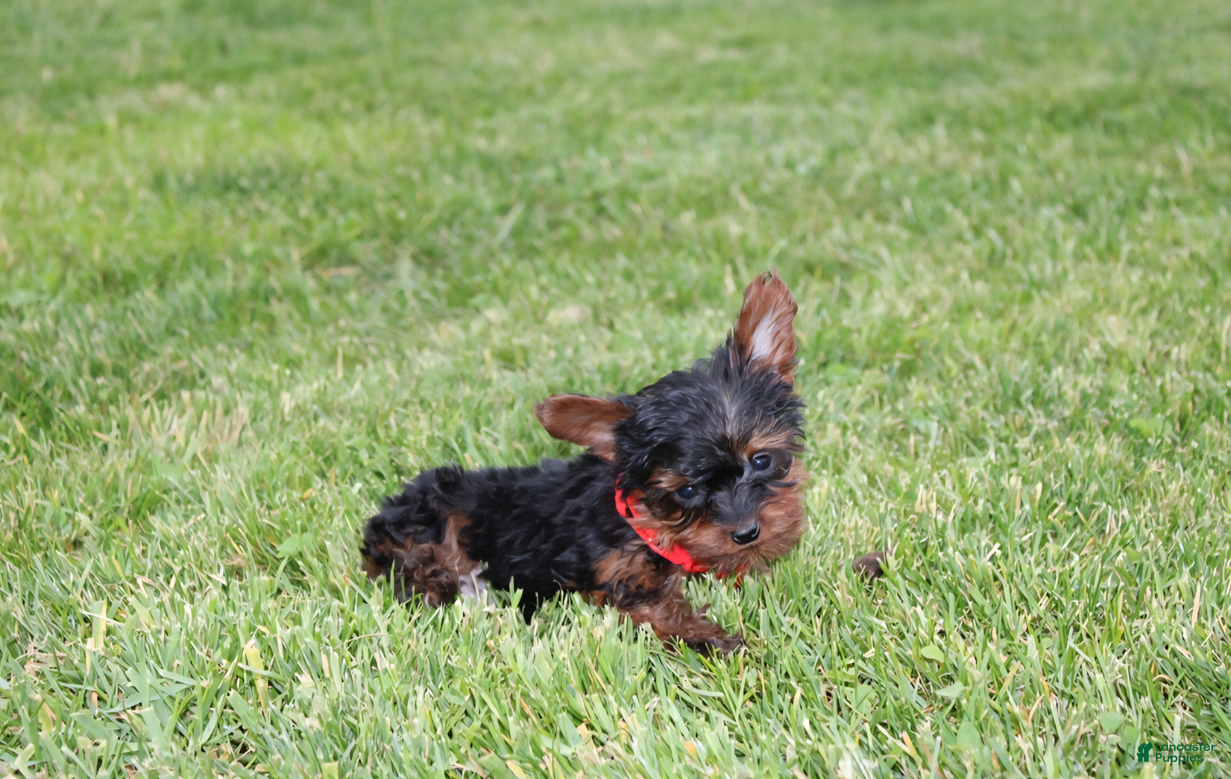 Yorkiepoo dogs Emmett  - Ad 2