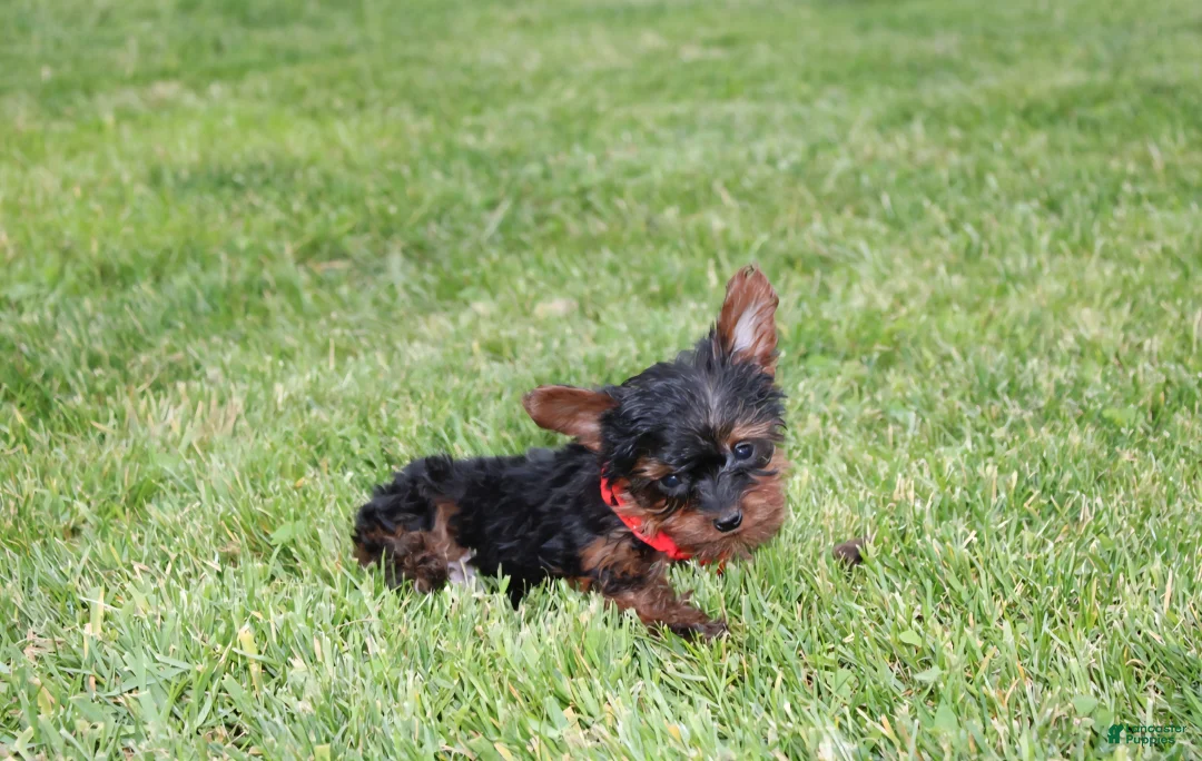 Yorkiepoo dogs for sale: Emmett  - Ad 2