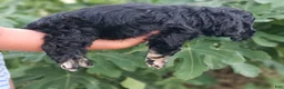 Cocker Spaniel dogs for sale: Uni - Ad 3
