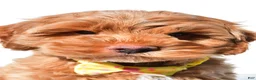 Cockapoo dogs for sale: Echo - Ad 7